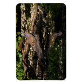 ヨーロッパカメ マグネット (縦)