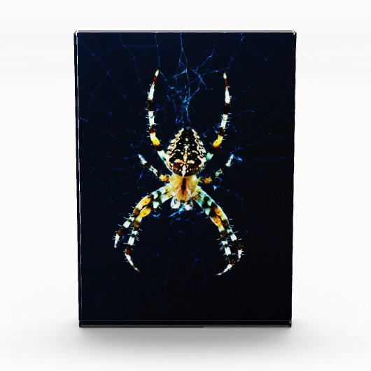 ヨーロッパガーデンスパイダーパクナ フォトブロック (正面)