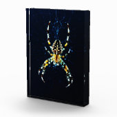 ヨーロッパガーデンスパイダーパクナ フォトブロック (右)