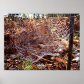 ヨーロッパガーデンスパイダーポスターくもの巣 ポスター (正面)