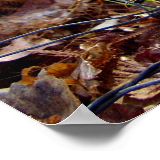 ヨーロッパガーデンスパイダーポスターくもの巣 ポスター (角)