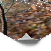 ヨーロッパガーデンスパイダーポスターくもの巣 ポスター (角)