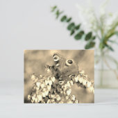 ヨーロッパクジャク ポストカード (スタンド正面)