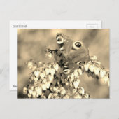 ヨーロッパクジャク ポストカード (正面/裏面)