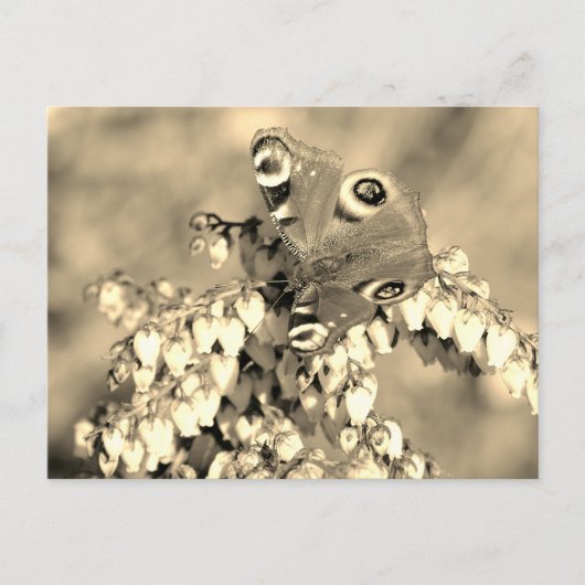 ヨーロッパクジャク ポストカード (正面)