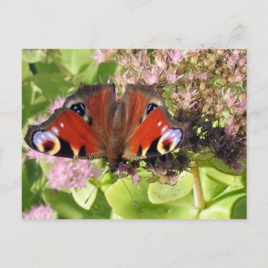 ヨーロッパクジャク ポストカード (正面)