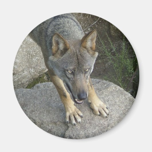 ヨーロッパグレイ マグネット (正面)