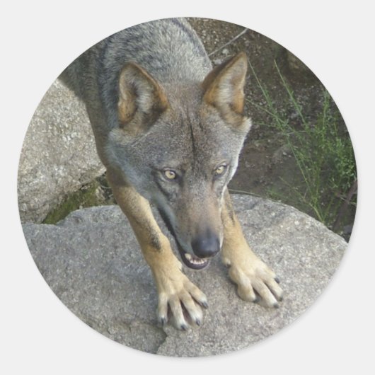 ヨーロッパグレイ ラウンドシール (正面)