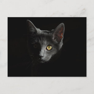 ヨーロッパショートヘア 黒猫 猫のポートレート ポストカード