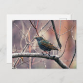 ヨーロッパスターリング ポストカード (正面/裏面)