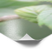 ヨーロッパツリーカエルの緑の写真プリント フォトプリント            (角)