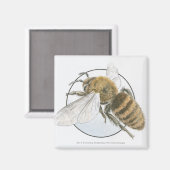 ヨーロッパハニービーイラストレーション マグネット (正面/裏面)