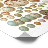 ヨーロッパバードの卵1800年代ヴィンテージ ポスター (角)