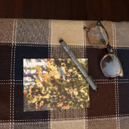 ヨーロッパブナ ポストカード