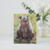 ヨーロッパブラウンベアインベルンベアパーク ポストカード (スタンド正面)