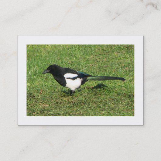 ヨーロッパマグピ縁どー(European Magpie) 名刺 (正面)