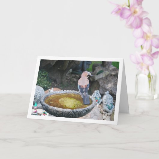 ヨーロッパヤクドリの鳥浴の様子 カード (蘭)