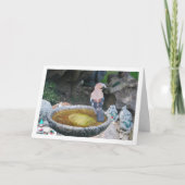 ヨーロッパヤクドリの鳥浴の様子 カード (正面)