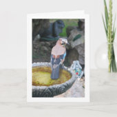 ヨーロッパヤマガラの鳥浴の肖像 カード (正面)