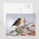 ヨーロッパロビンとオレンジベリー ポストカード (正面/裏面)