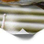 ヨーロッパロビン フォトプリント            (角)