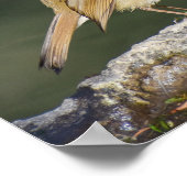 ヨーロッパロビン ポスター (角)