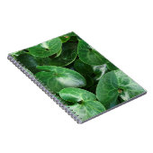 ヨーロッパワイルドジンジャー光沢葉のあるのクローズアップ写真 ノートブック (右側)