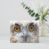 ヨーロッパワシフクロウ ポストカード (スタンド正面)
