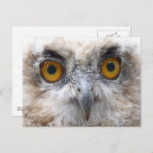 ヨーロッパワシフクロウ ポストカード (正面/裏面)