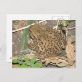 ヨーロッパ共通はがき ポストカード (正面/裏面)