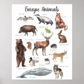 ヨーロッパ動物 |教育学教室 ポスター (正面)