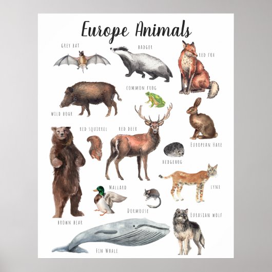 ヨーロッパ動物 |教育学教室 ポスター (正面)