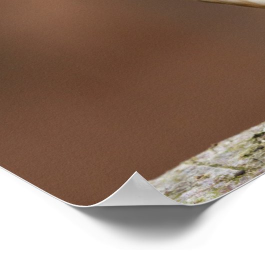 ヨーロッパ産の金魚の群れが近い ポスター (角)