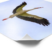 ヨーロッパ産コウノトリ フォトプリント            (角)