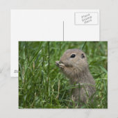 ヨーロッパ産リス ポストカード (正面/裏面)