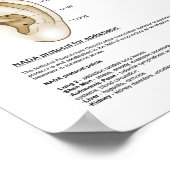 ヨーロッパ系耳介療法耳鍼療法 ポスター (角)