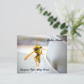 ヨーロッパ紙ワスプ(ポリストドミヌラ)ドローン ポストカード (スタンド正面)