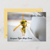 ヨーロッパ紙ワスプ(ポリストドミヌラ)ドローン ポストカード (正面/裏面)