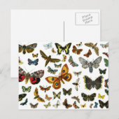 ヨーロッパ蝶コラージュ ポストカード (正面/裏面)