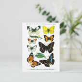 ヨーロッパ蝶プレートIIはがき ポストカード (スタンド正面)