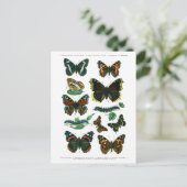 ヨーロッパ蝶プレートIIIはがき ポストカード (スタンド正面)