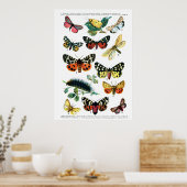 ヨーロッパ蝶(プレート10) ポスター (キッチン)