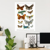 ヨーロッパ蝶(プレート13) ポスター (ホームオフィス)