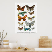 ヨーロッパ蝶(プレート13) ポスター (キッチン)