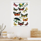 ヨーロッパ蝶 ポスター (キッチン)