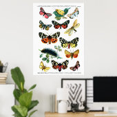 ヨーロッパ蝶 ポスター (ホームオフィス)