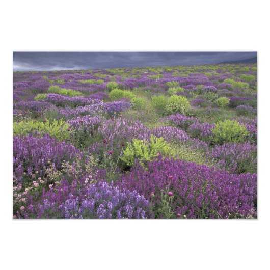 ヨーロッパ、トルコ、カッパドキア。田園風景3 フォトプリント            (正面)