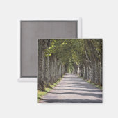 ヨーロッパ、フランス、セレスティ。この道は木が並んでいる マグネット (正面/裏面)