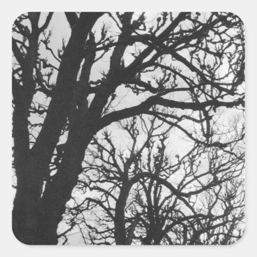 ヨーロッパ、フランス、パリ。マルコ冬の木 スクエアシール (正面)