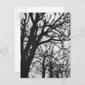 ヨーロッパ、フランス、パリ。マルコ冬の木 ポストカード (正面/裏面)